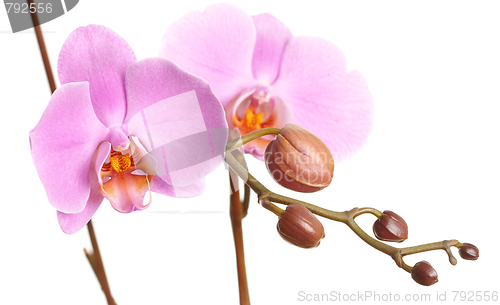 Image of Closeup of a beautiful pink Phalaenopsis orchid