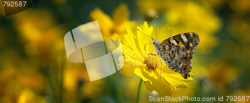 Image of Painted lady butterfly on mums