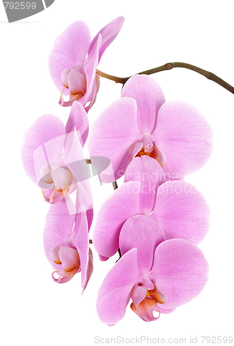 Image of Beautiful flowers of a pink Phalaenopsis orchid