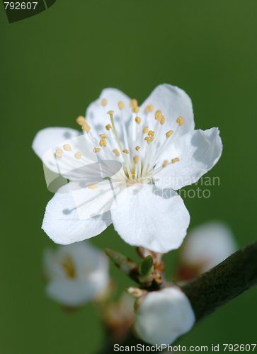 Image of Early spring cherry flower