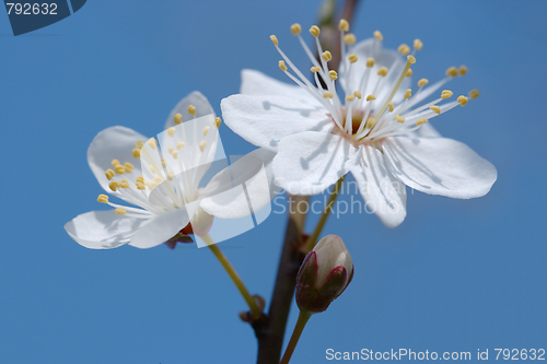 Image of Early spring cherry flower
