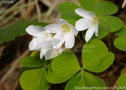 Image of Woodsorrel with flowers