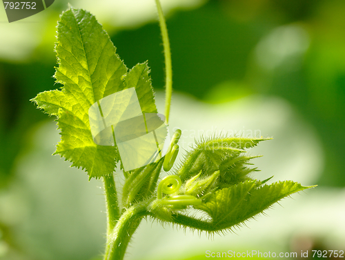 Image of Fresh green sprout
