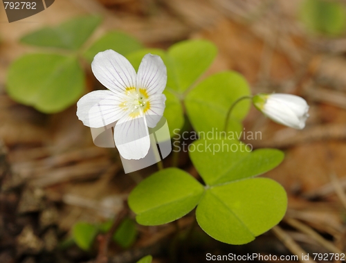 Image of Woodsorrel with flowers