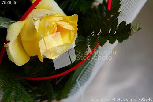 Image of Yellow roses