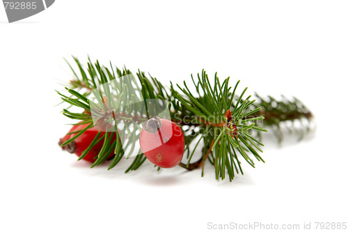 Image of Red-green christmas arragement