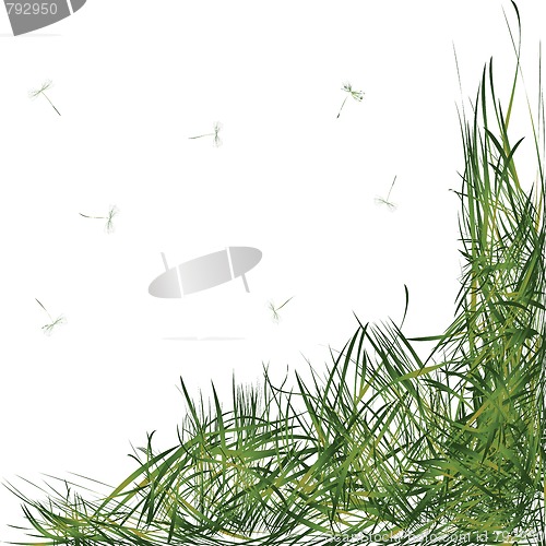Image of grass with stems