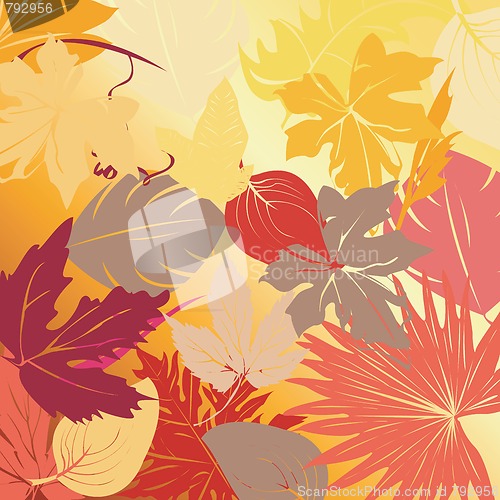 Image of Autumn leaves