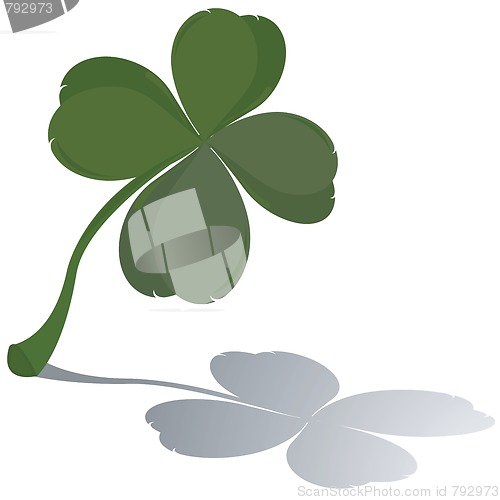 Image of Fresh four leaf clover 