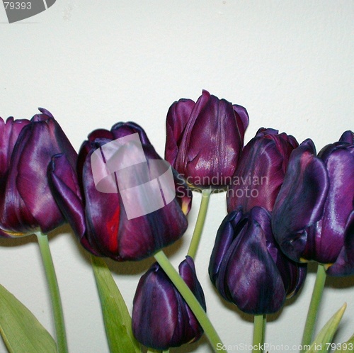 Image of purple tulip