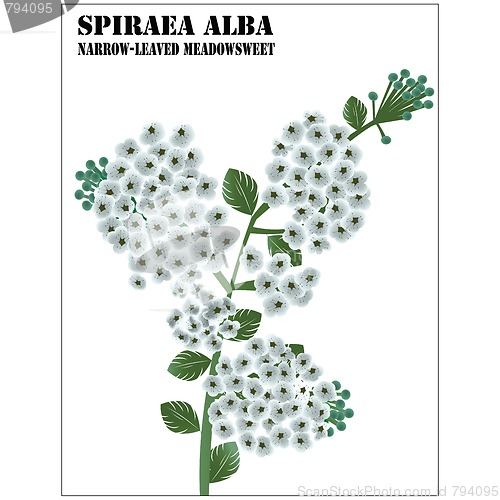 Image of Spiraea Alba