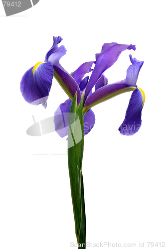 Image of dutch iris