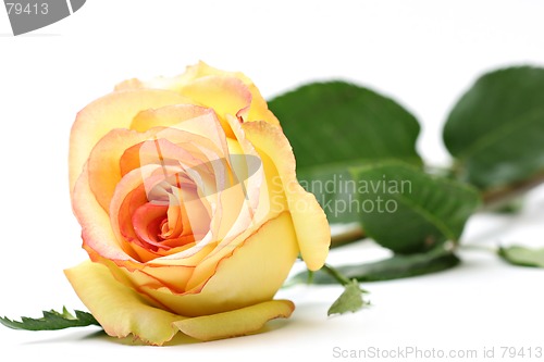 Image of rose over white