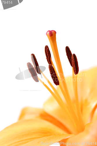 Image of lily macro