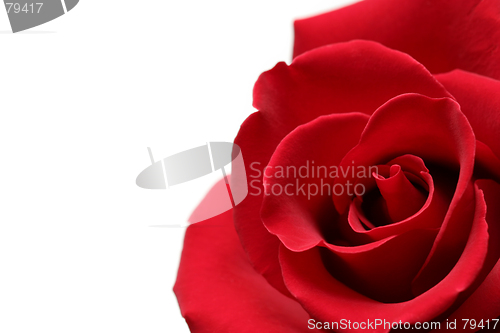 Image of red rose