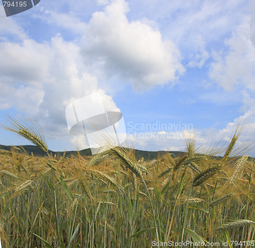 Image of Cereal field