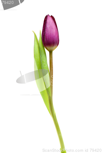 Image of tulip over white