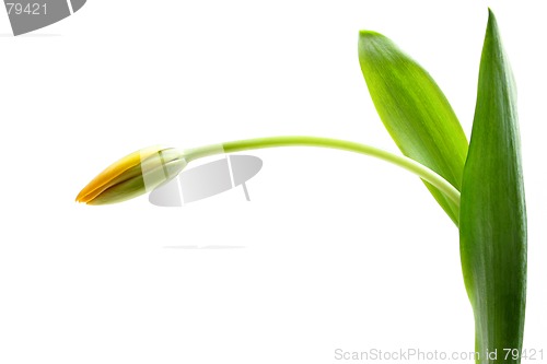 Image of yellow tulip