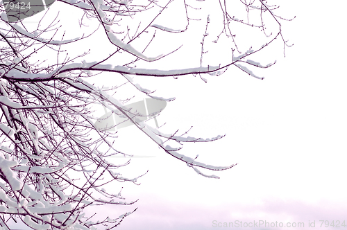 Image of Snow covered tree