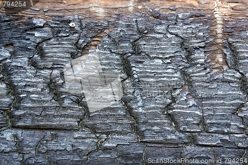 Image of Charred wood