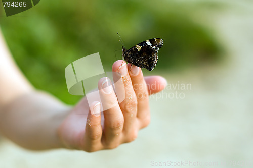 Image of Butterfly on hand