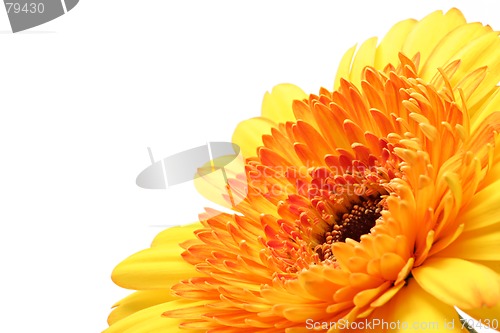 Image of gerber daisy angled over white