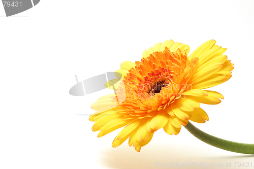 Image of yellow orange gerbera