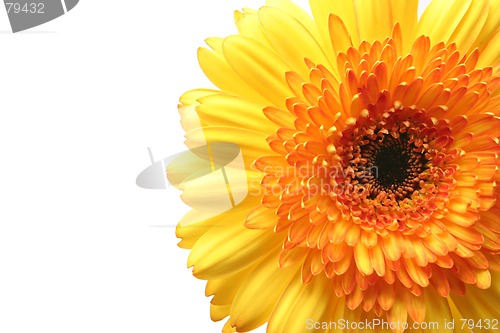 Image of gerbera