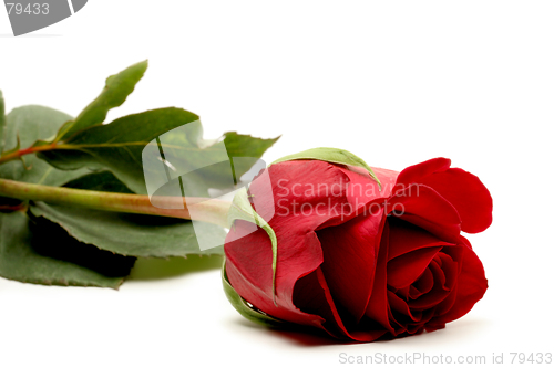 Image of red rose over white