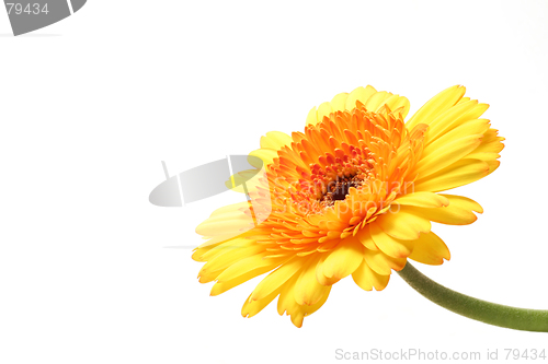 Image of yellow orange gerbera