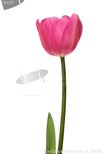 Image of pink tulip
