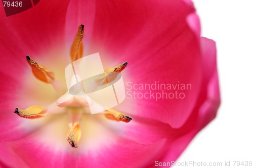 Image of tulip details