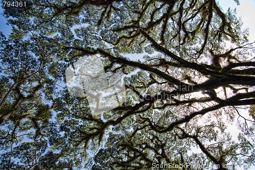 Image of Detail of Daintree National Park, Queensland, Australia