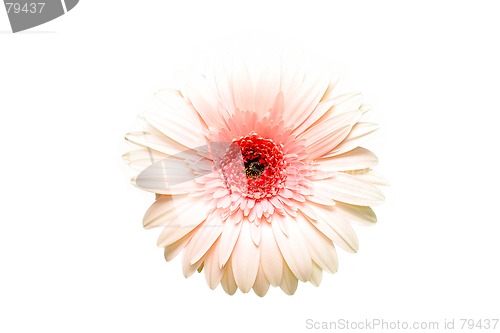 Image of pink gerbera highkey