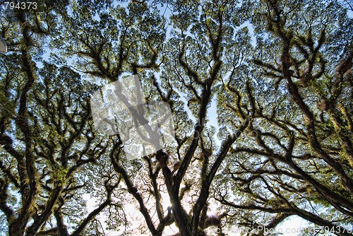 Image of Detail of Daintree National Park, Queensland, Australia