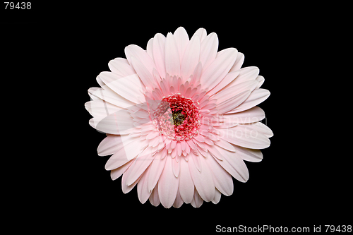 Image of pink gerbera daisy