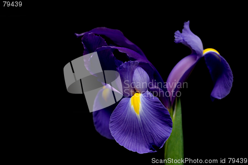 Image of dutch iris