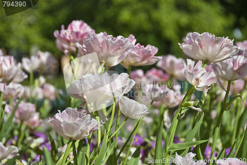 Image of Oslo Meadow, Norway