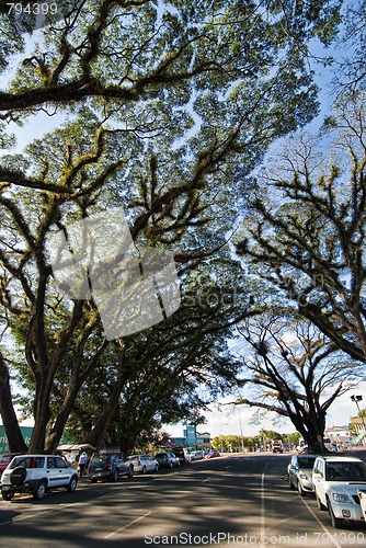 Image of Detail of Daintree National Park, Queensland, Australia