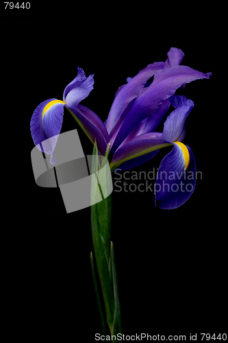 Image of iris over black