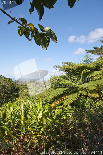 Image of Detail of Daintree National Park, Queensland, Australia