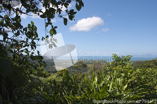 Image of Detail of Daintree National Park, Queensland, Australia