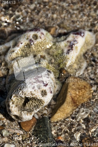 Image of Shells in the water, Caribbean Sea, April 2009