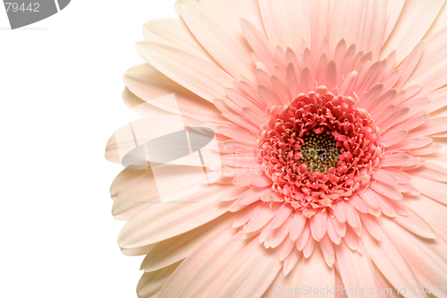 Image of pink daisy