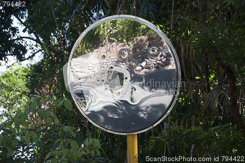 Image of Detail of Daintree National Park, Queensland, Australia