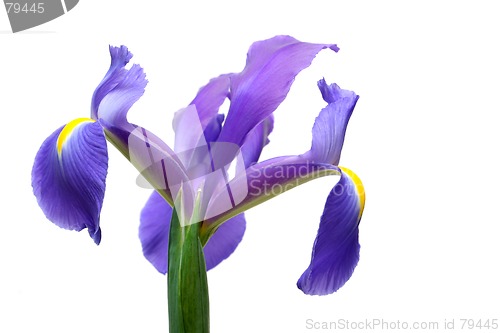 Image of dutch iris over white