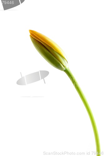 Image of yellow tulip