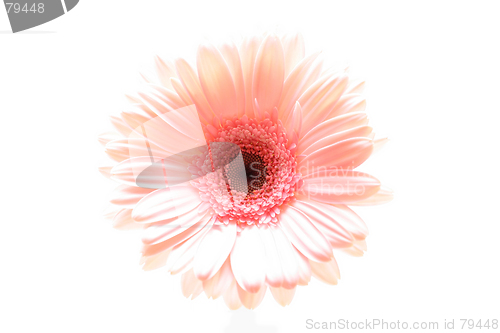 Image of pink daisy highkey