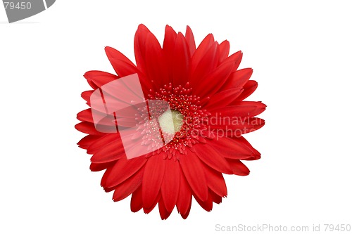 Image of red daisy isolated