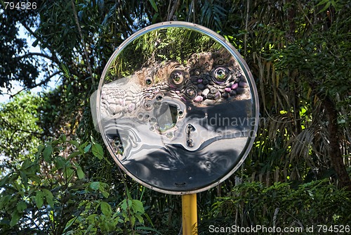 Image of Detail of Daintree National Park, Queensland, Australia